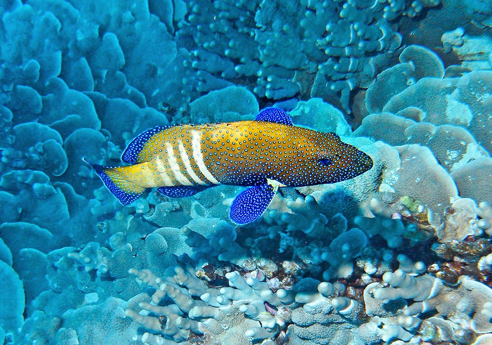 Cephalopholis argus has a very vast diffusion in the Indian and Pacific oceans tropical waters.