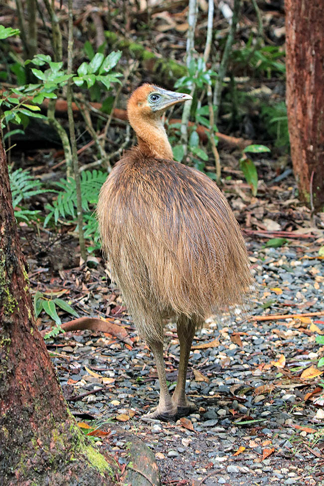 Casuarius casuarius