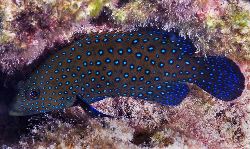 Les juvéniles de Cephalopholis argus sont similaires. Dans les deux cas, la livrée est comme un ciel étoilé : brun foncé avec des ocelles bleus 