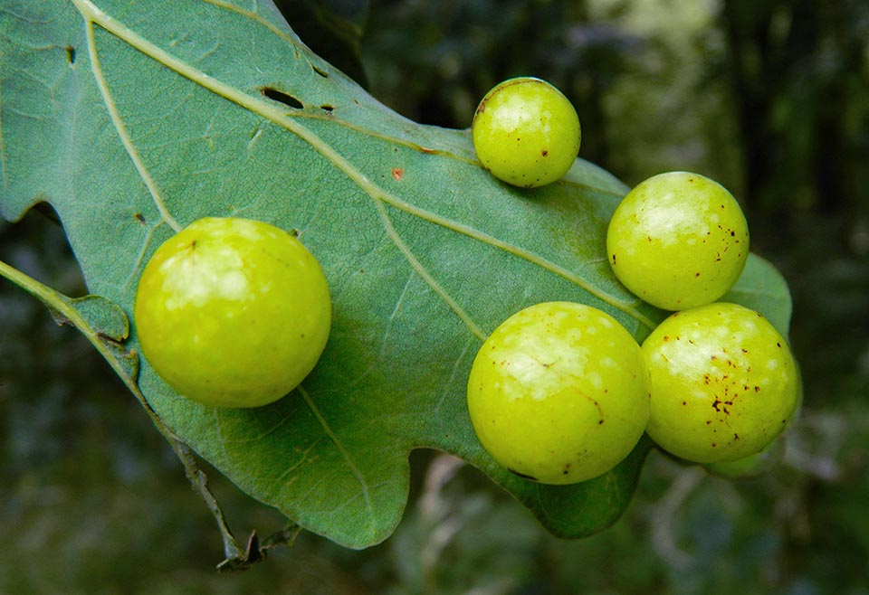 Cynips quercus-folii