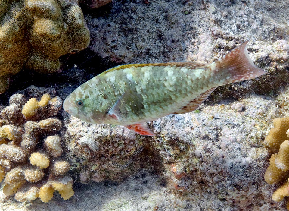 Scarus psittacus