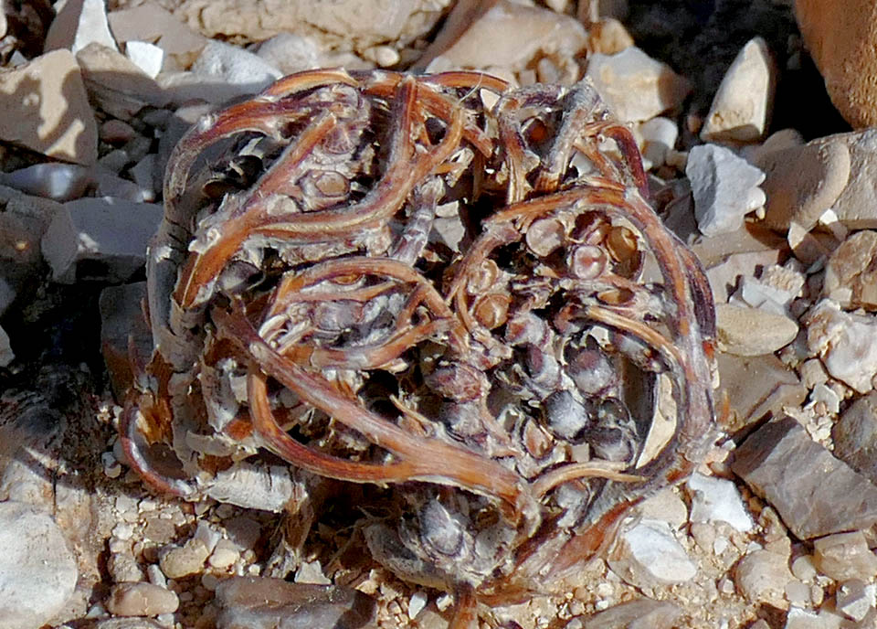 Anastatica hierochuntica Monaco Nature Encyclopedia