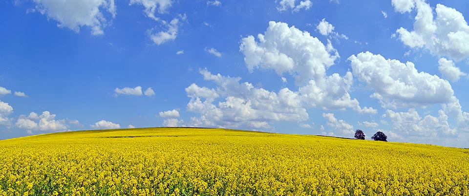 Brassica napus. This plant cultivation began 4000 years BC.