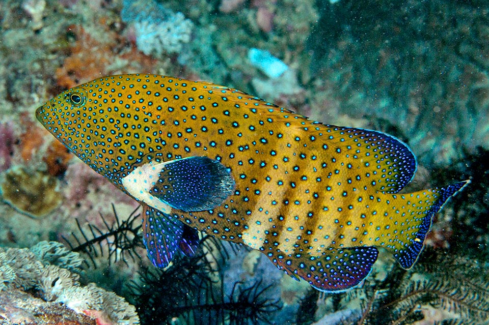 Por sus numerosos y espectaculares ocelos de color azul turquesa Cephalopholis argus recibe el nombre de Mero pavo real en varios idiomas.