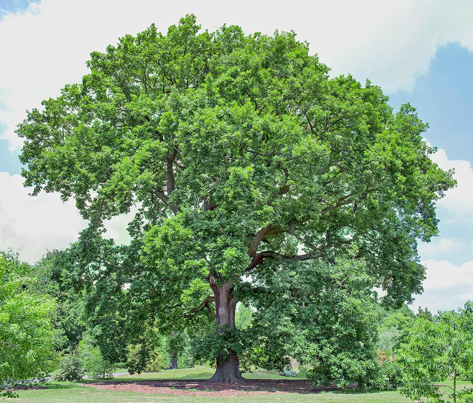 Quercus petraea, sessile oak 