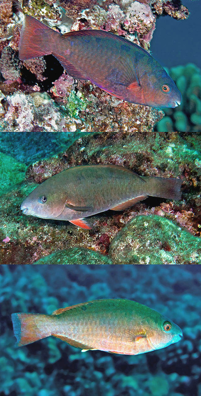 Scarus psittacus Scarus psittacus
