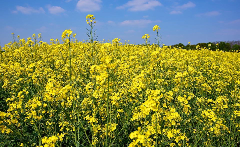 Brassica napus, champ de Colza