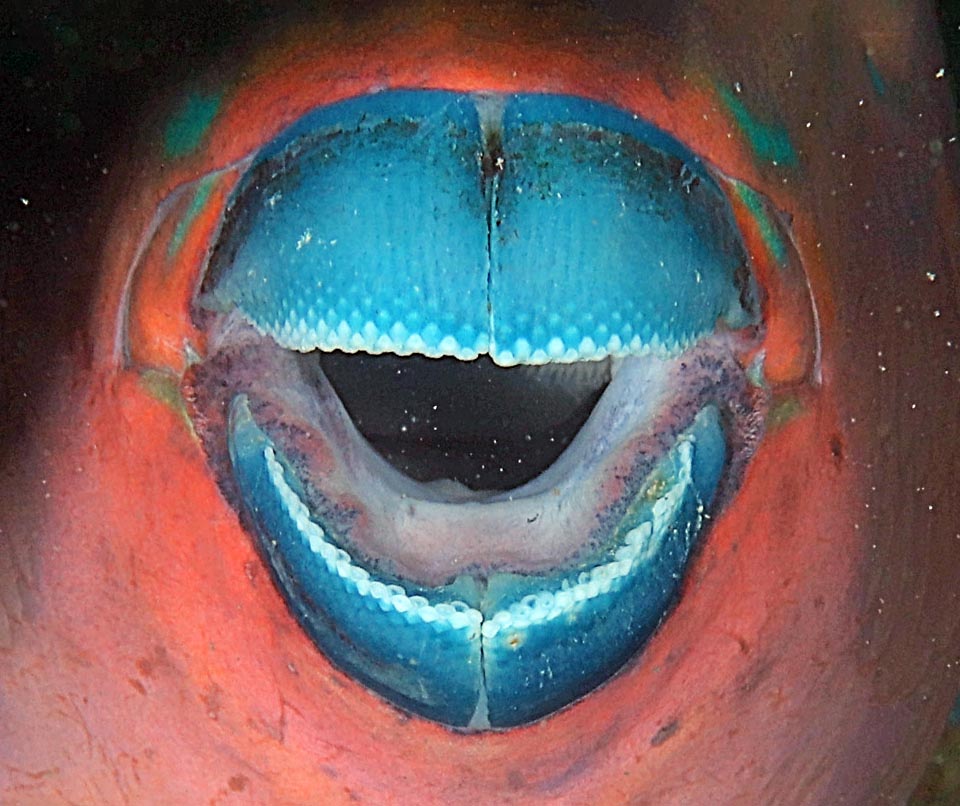 The teeth of vegetarian fish can form a beak