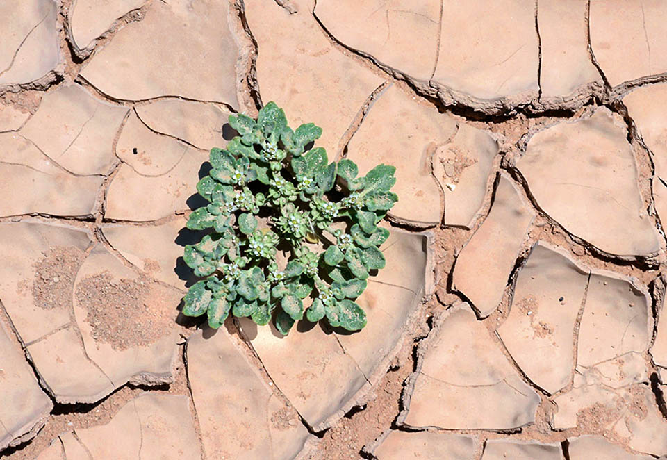 Anastatica hierochuntica Monaco Nature Encyclopedia