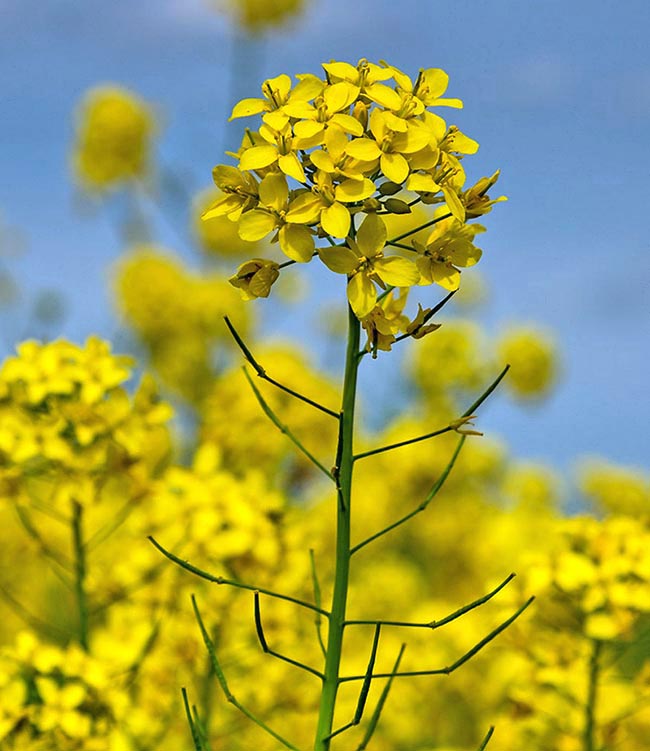 Infiorescenza di Brassica napus.