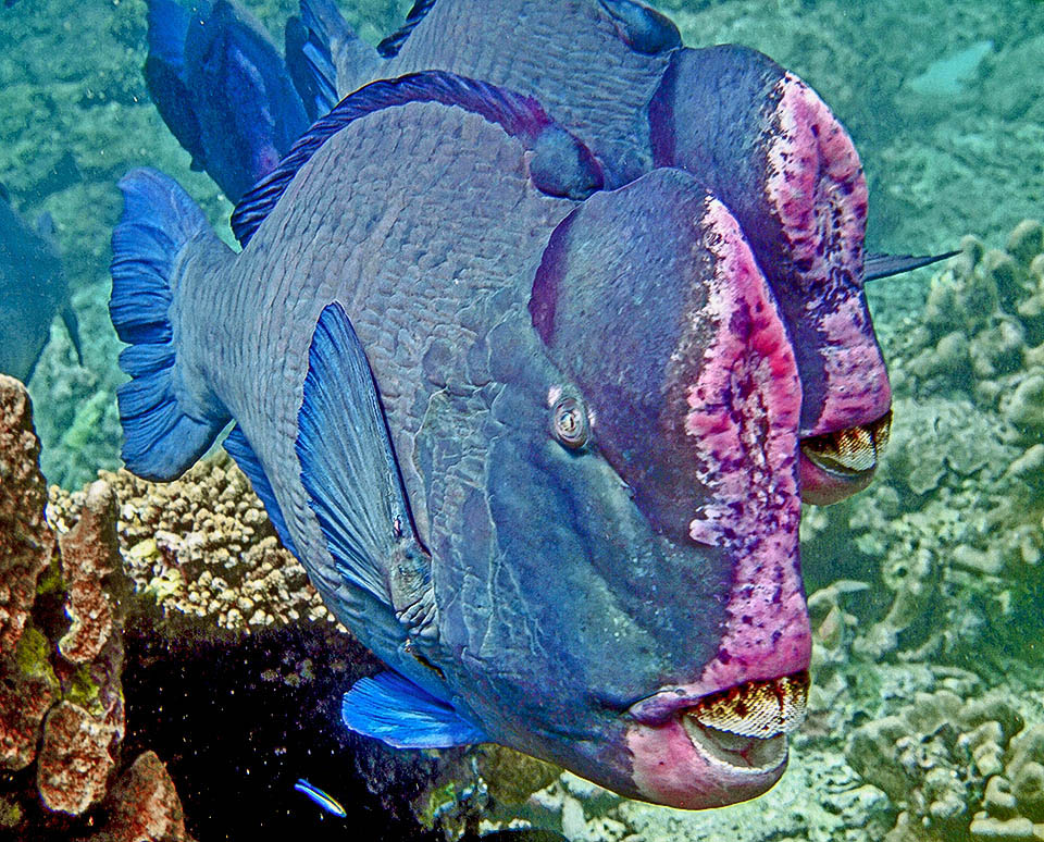 Bolbometopon muricatum Monaco Nature Encyclopedia