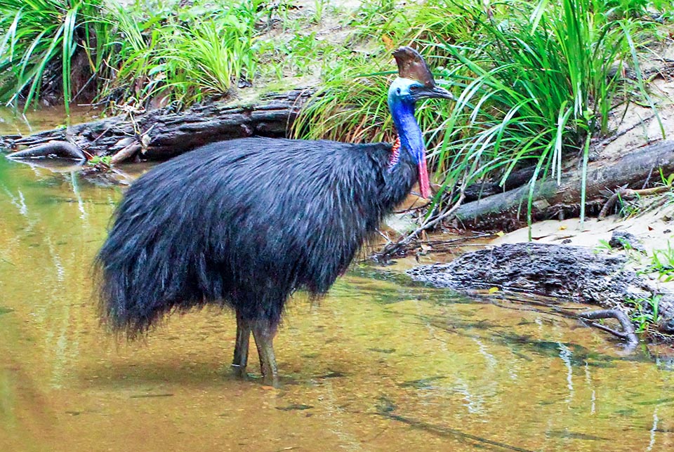 Casuarius casuarius