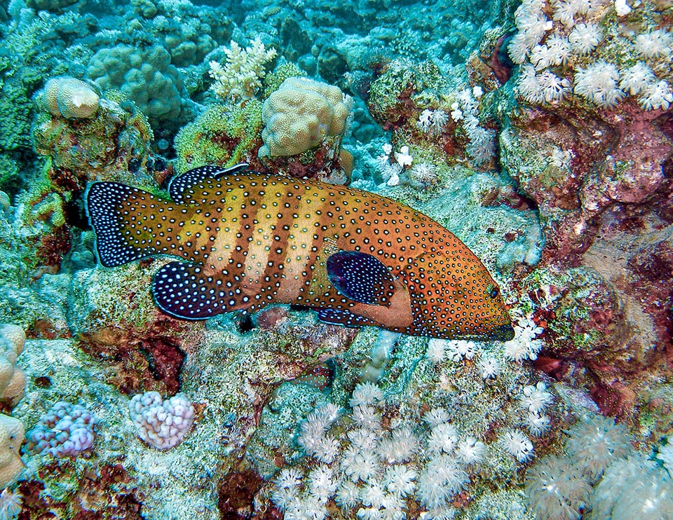 Cephalopholis argus se nourrit presque exclusivement de poissons et de quelques crustacés. En mer Rouge il chasse tôt le matin mais la nuit à Madagascar. Introduit aux îles Hawaï pour la pêche sportive sa biomasse dépasse aujourd'hui celle de tous les autres prédateurs locaux réunis ce qui menace les endémismes fragiles de l'écosystème.