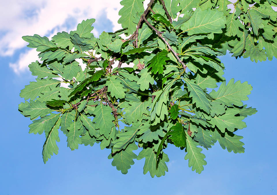 Quercus petraea