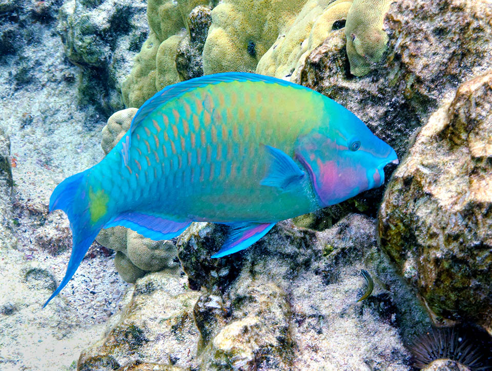 Pour les herbivores comme les poissons perroquets (ici, un Scarus psittacus), qui se nourrissent d'algues, il est important d'avoir un long intestin.