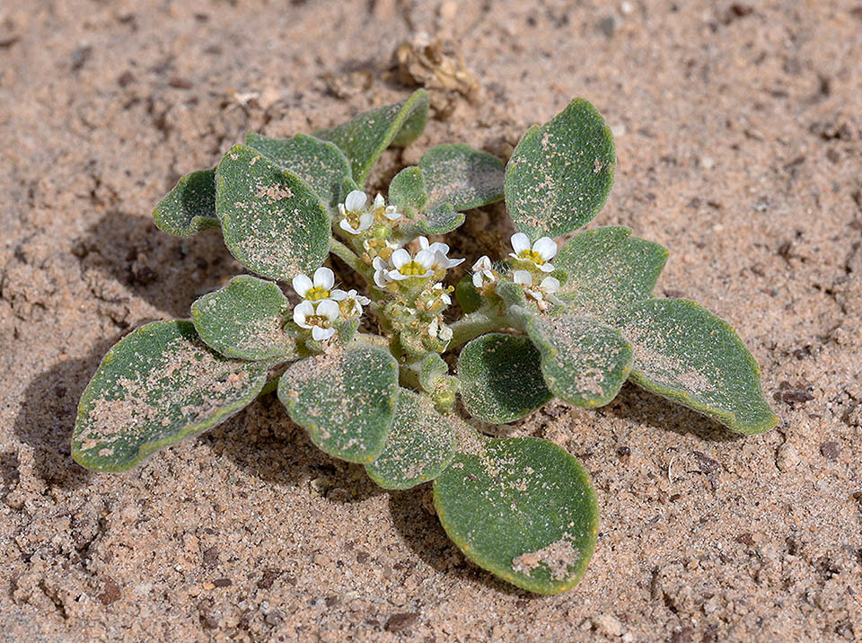 Anastatica hierochuntica