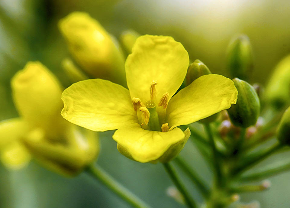 Brassica napus fleur