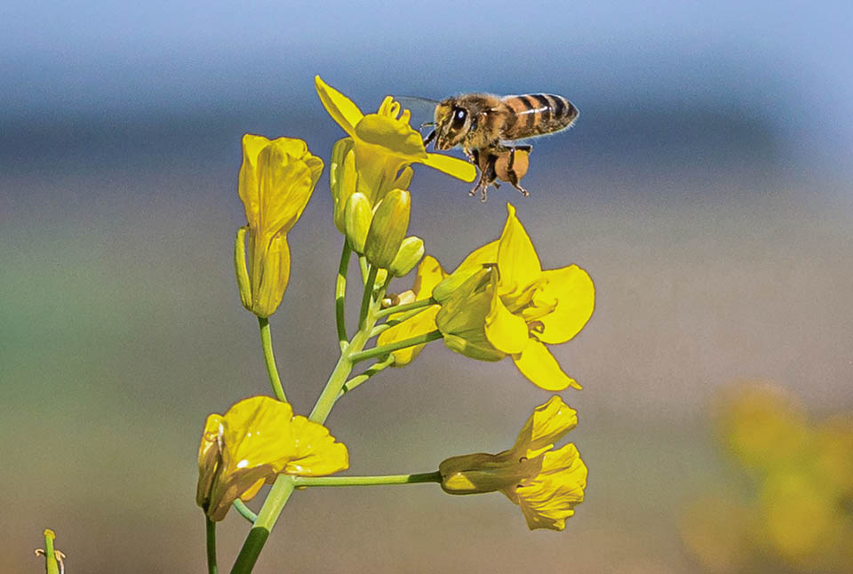 Brassica napus. Les fleurs sont pollinisées par les genres Bombus et Apis.