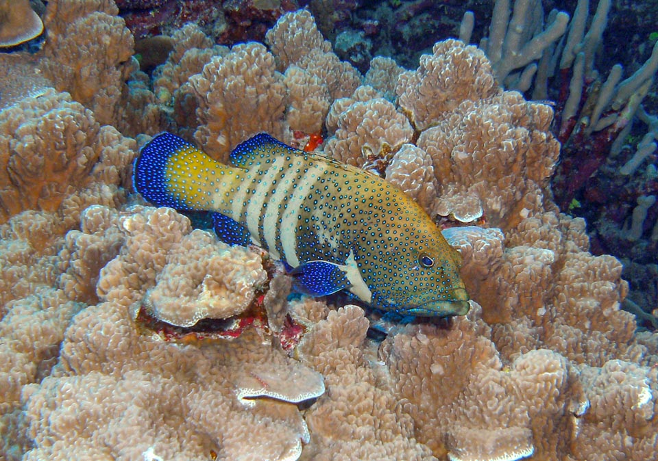 Many fishes may change instantly their colour, but here the rapid changes of livery of Cephalopholis argus are also a precise language destined to the conspecifics.