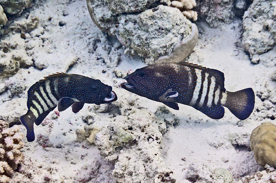 The wedding signal of Cephalopholis argus is an all black livery with drawing of a white keyhole at the centre, and for the territorial disputes the competitors show the rival their strength increasing the contrast between the black body and the white vertical bands. Only when, like here, the visual fight ends in a draw, the fight gets real with wide open mouths