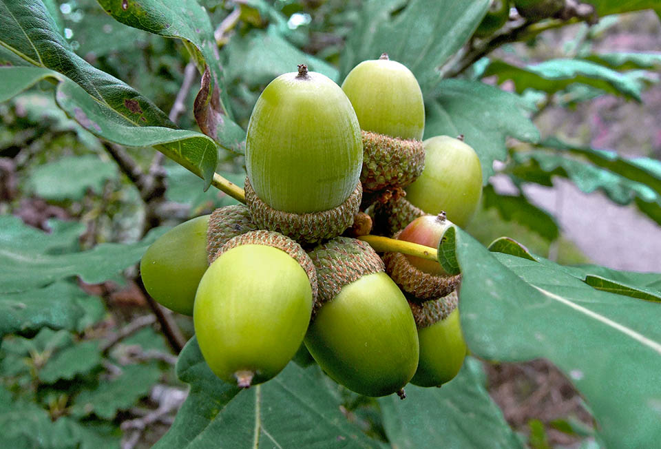 Quercus petraea 