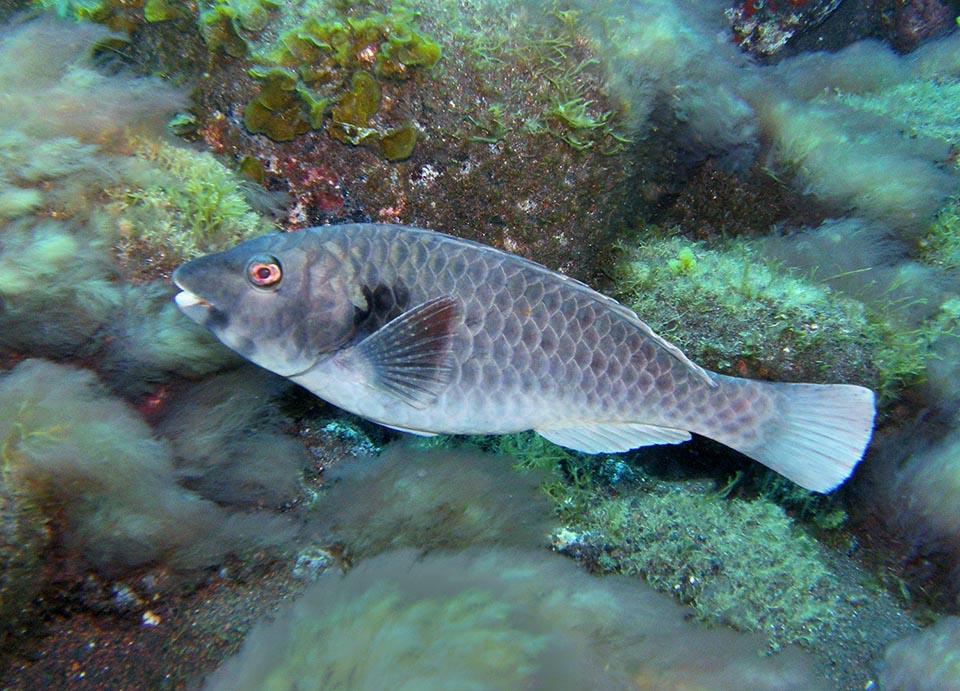 Sparisoma cretense