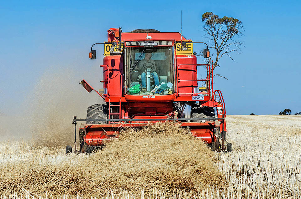 Brassica napus mechanical harvest. 