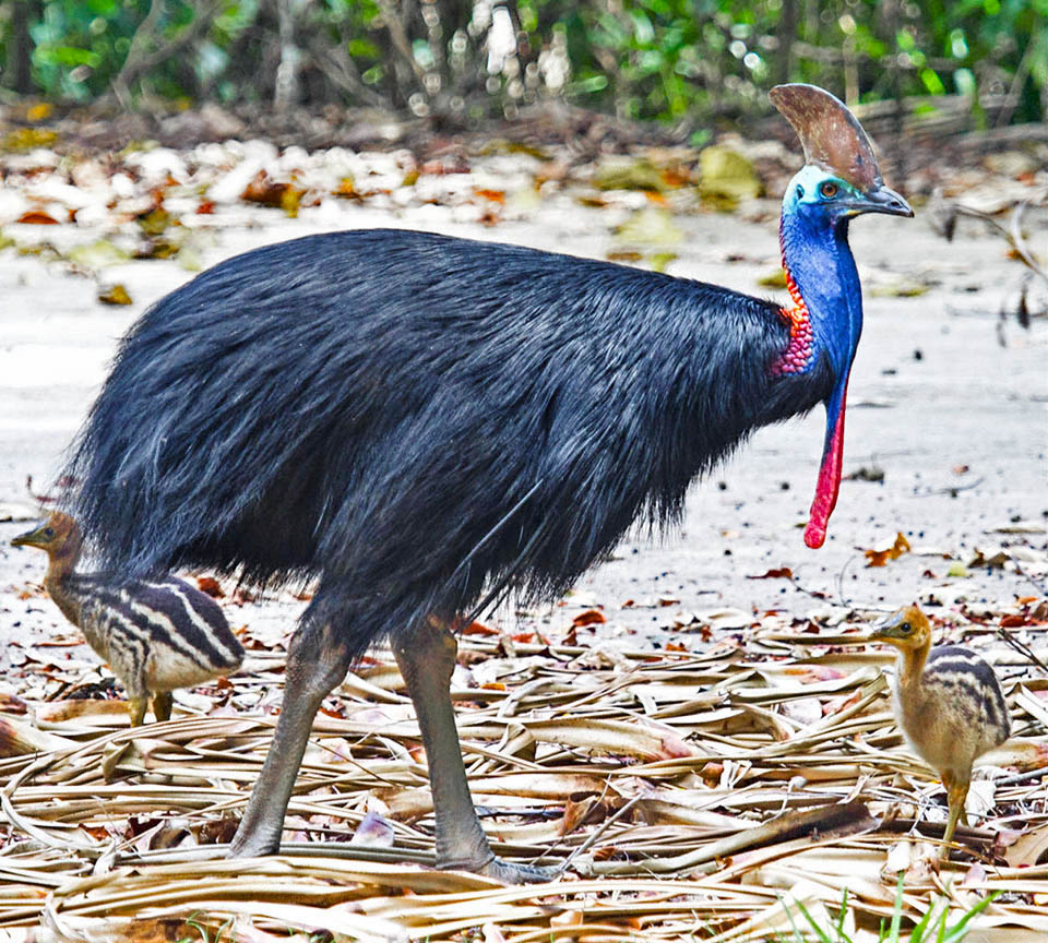 Casuarius casuarius