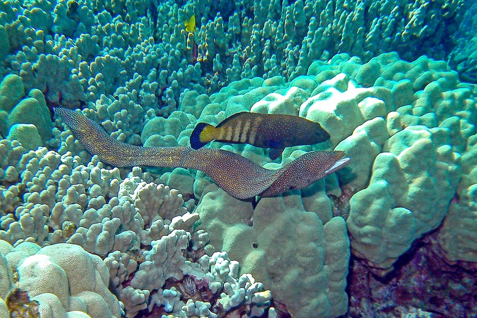 Beware those two! Cephalopholis argus watches the morays and often follows them when they go hunting because their presence drives out the fishes hidden in the madrepores. These run away in terror to save themselves, but often end up, almost without realizing it, into to the no less greedy grouper's mouth.