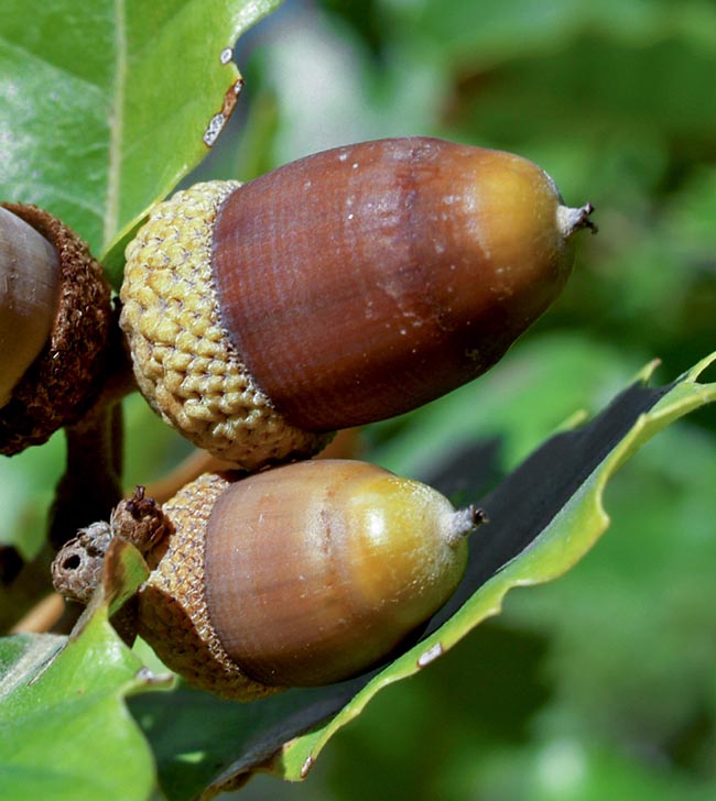 Quercus petraea