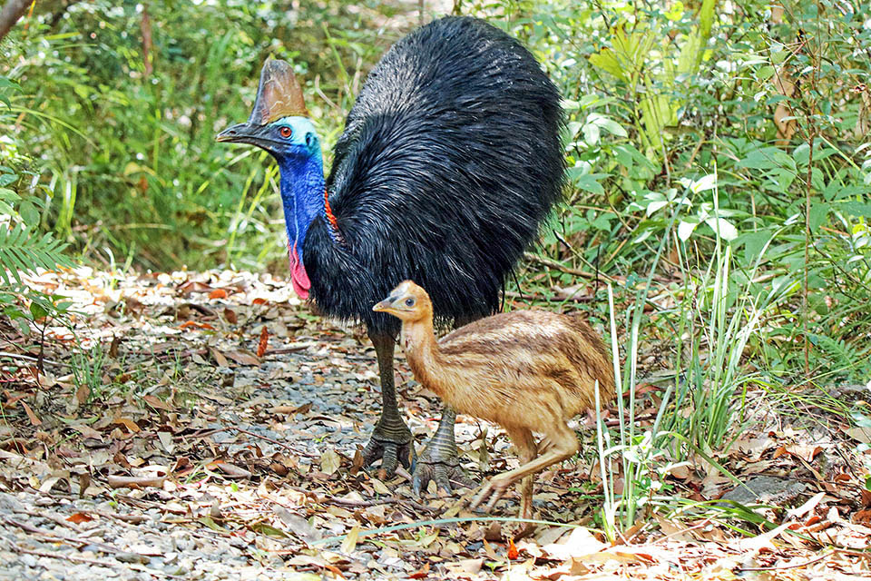 Casuarius casuarius