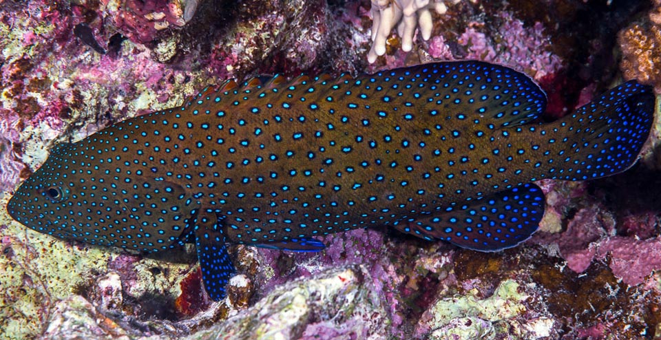 Un adulte de Cephalopholis argus dans sa livrée de nuit élégante et mimétique