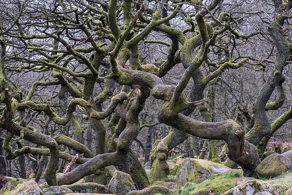 Quercus petraea