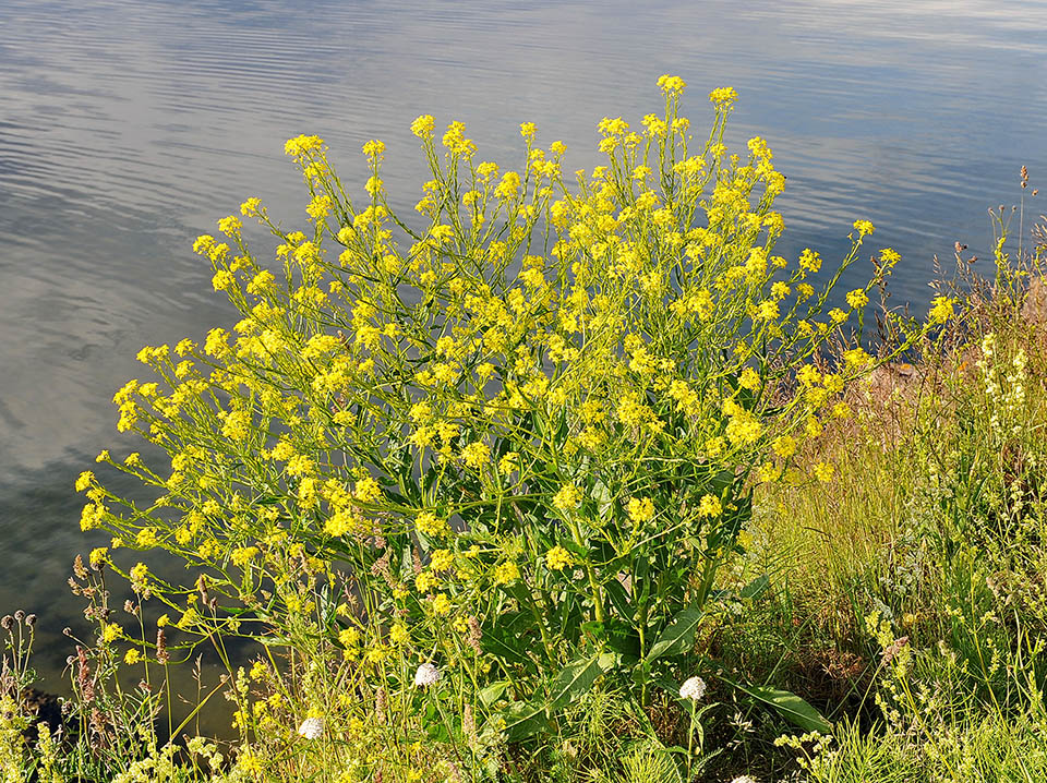 Bunias orientalis