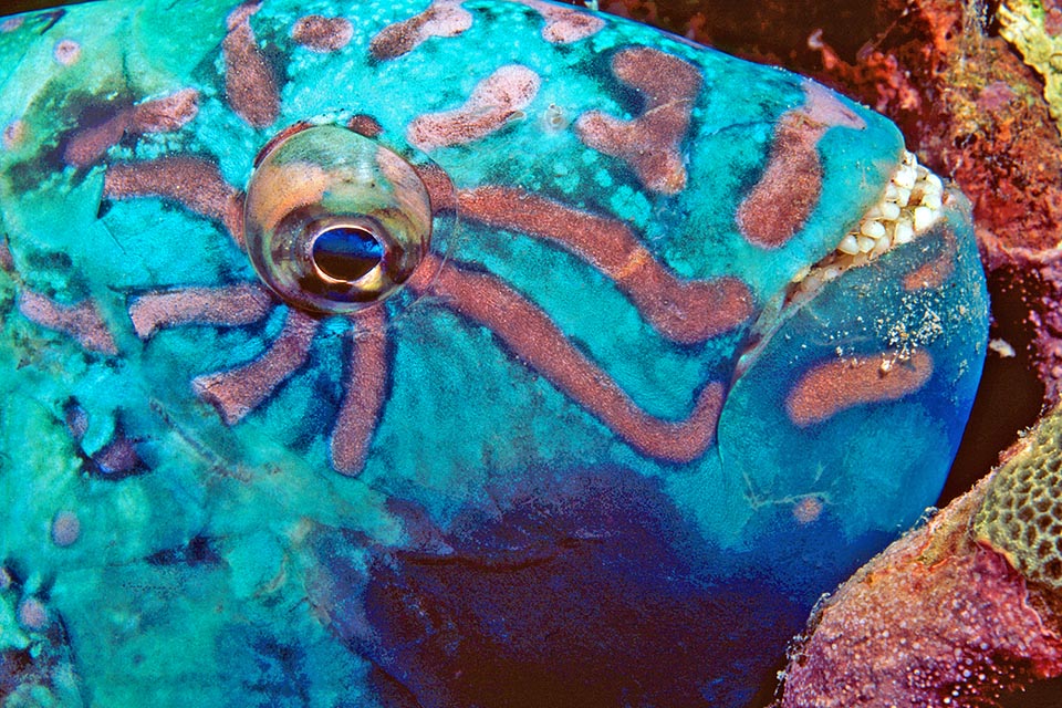 Calotomus carolinus Monaco Nature Encyclopedia