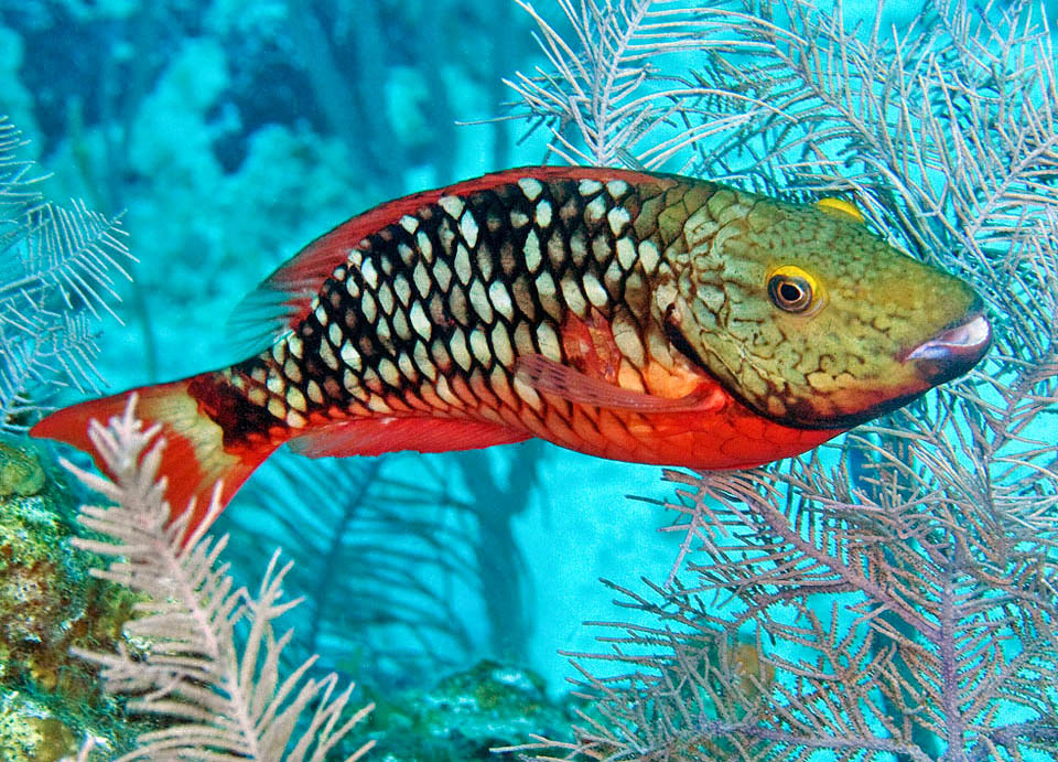 Sparisoma viride est un poisson perroquet des Caraïbes pouvant atteindre 64 cm de longueur. Les femelles ne sont pas moins colorées que les mâles.