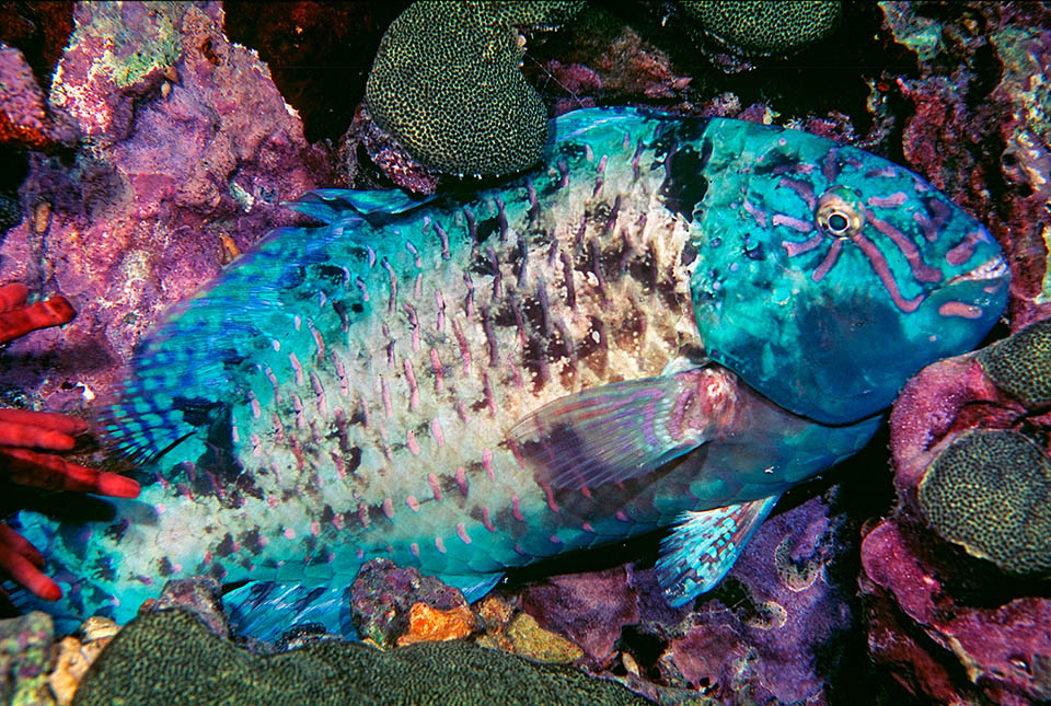 La librea nocturna de los machos es espectacular. Una paleta de colores de camuflaje en el colorido mundo de los corales 