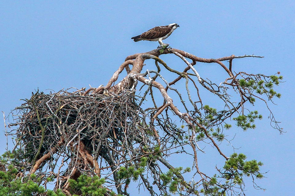 Pandion haliaetus