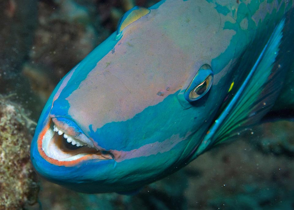 Here smiling upon waking. The maxillary plates of Sparisoma viride are toothed at the margin for better cutting the algae.