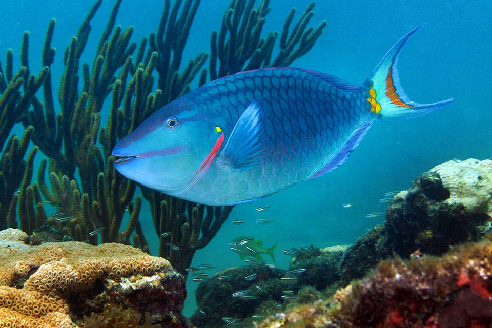 Imposant individu broutant. Il se nourrit de petits morceaux d'algues, avec une prédilection pour le genre Dictyota et les polypes de Porites porites et Montastraea annularis.