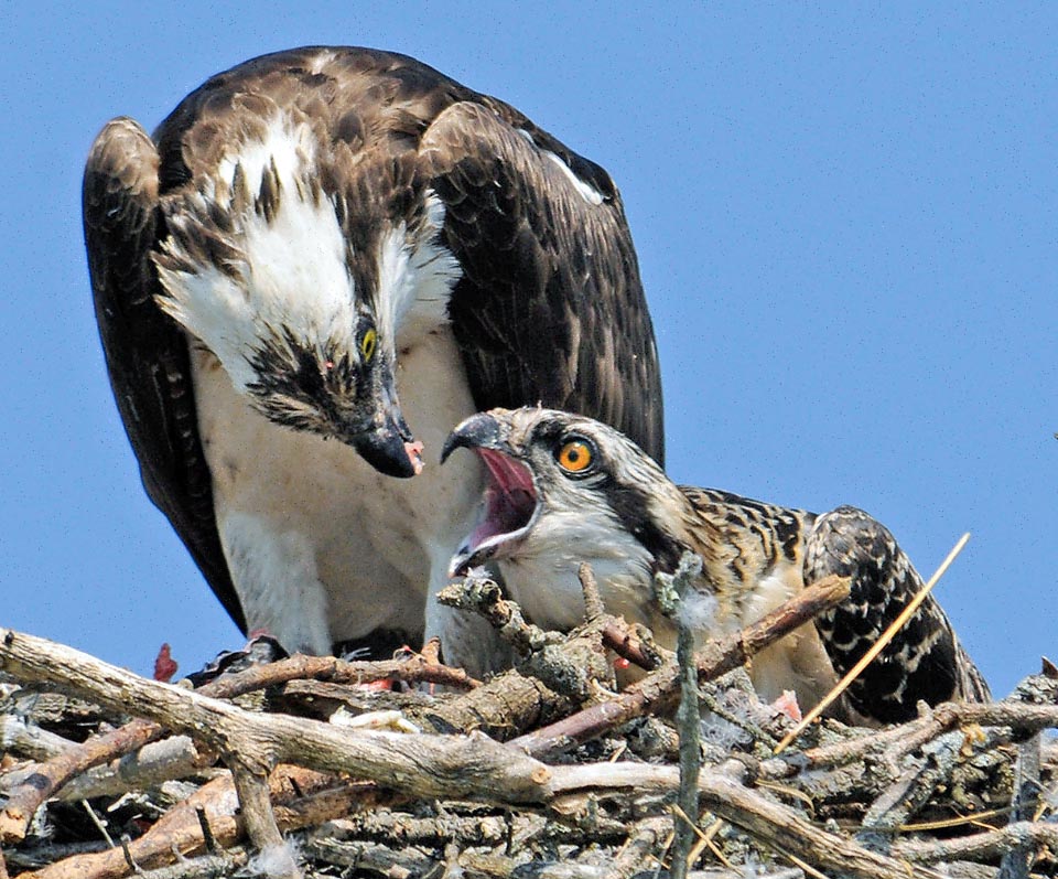 Pandion haliaetus