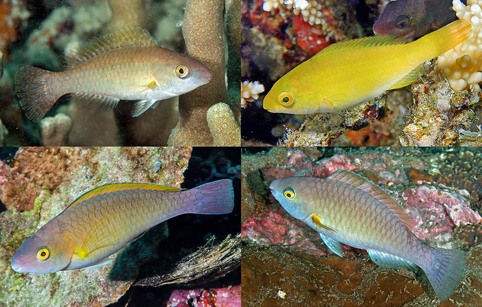 Scarus flavipectoralis Scarus flavipectoralis