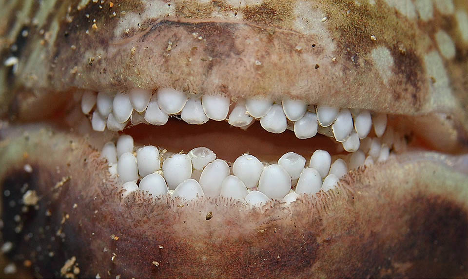 A diferencia de otros peces loro, Calotomus carolinus, aquí parece estar sonriendo levantando sus encías parcialmente cubiertas, no tiene los dientes soldados para formar un pico. Aunque a veces raspa las incrustaciones, en realidad se nutre de algas y fanerógamas más consistentes, que corta con los dientes imbricados a modo de tijeras