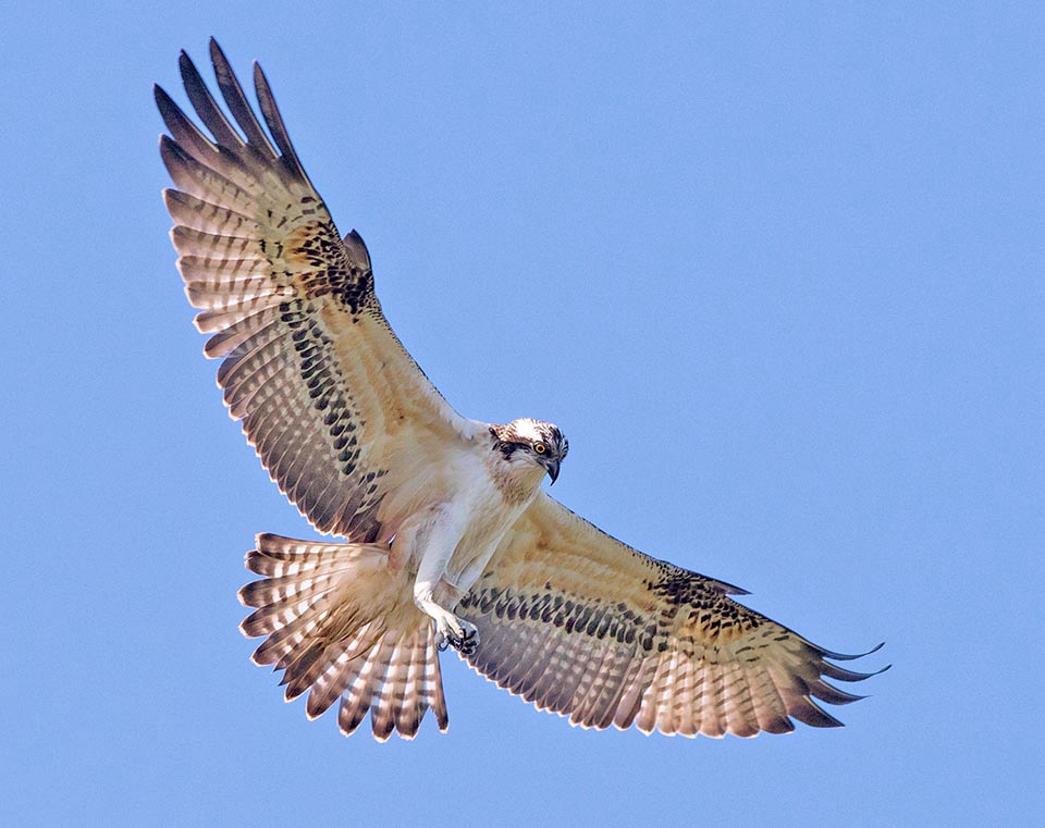 Pandion haliaetus Monaco Nature Encyclopedia