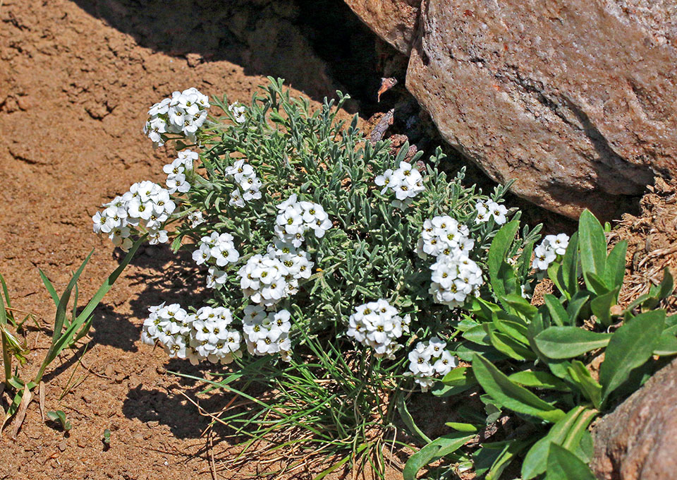 Se diferencia de la similar Smelowskia calycina de las cadenas montañosas asiáticas por sus sépalos precozmente caducos 