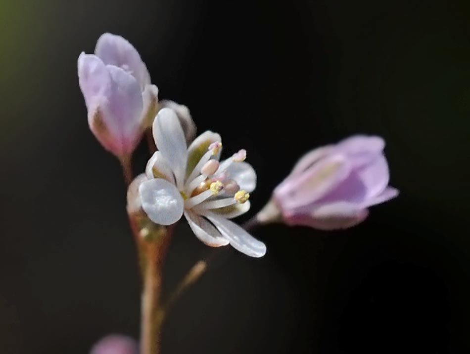 Thysanocarpus radians