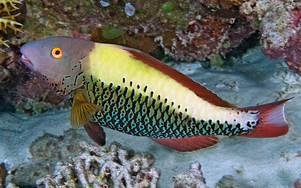 Cetoscarus ocellatus