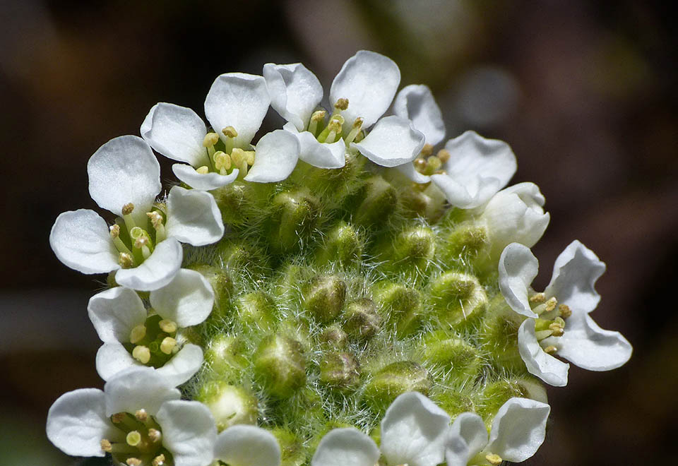 Detalle del racimo. Las flores exteriores ya están abiertas, con 4 pétalos blancos, 6 estambres y un estigma discoidal; en el centro, todavía cerradas, están cubiertas por una densa pilosidad 