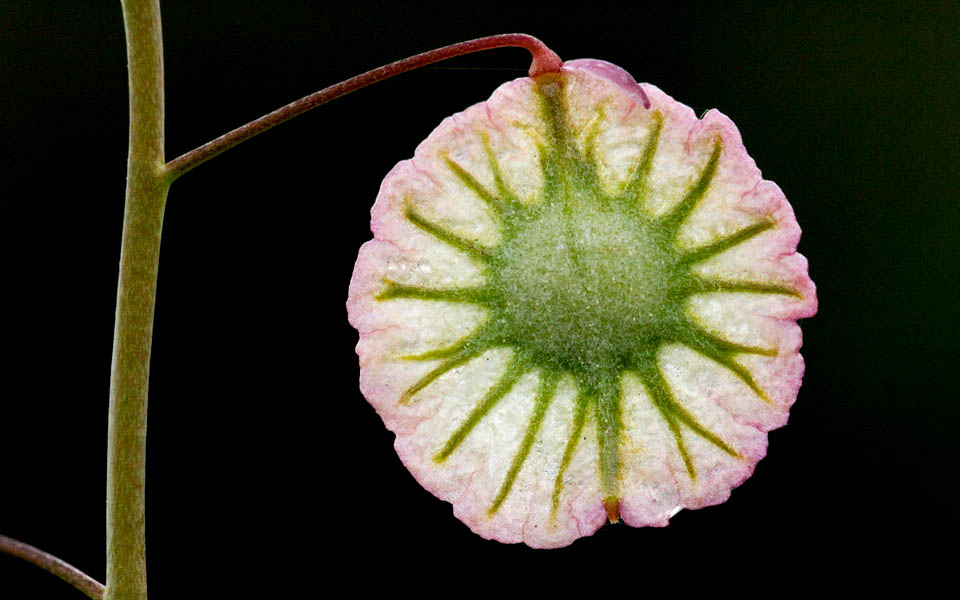 Thysanocarpus radians