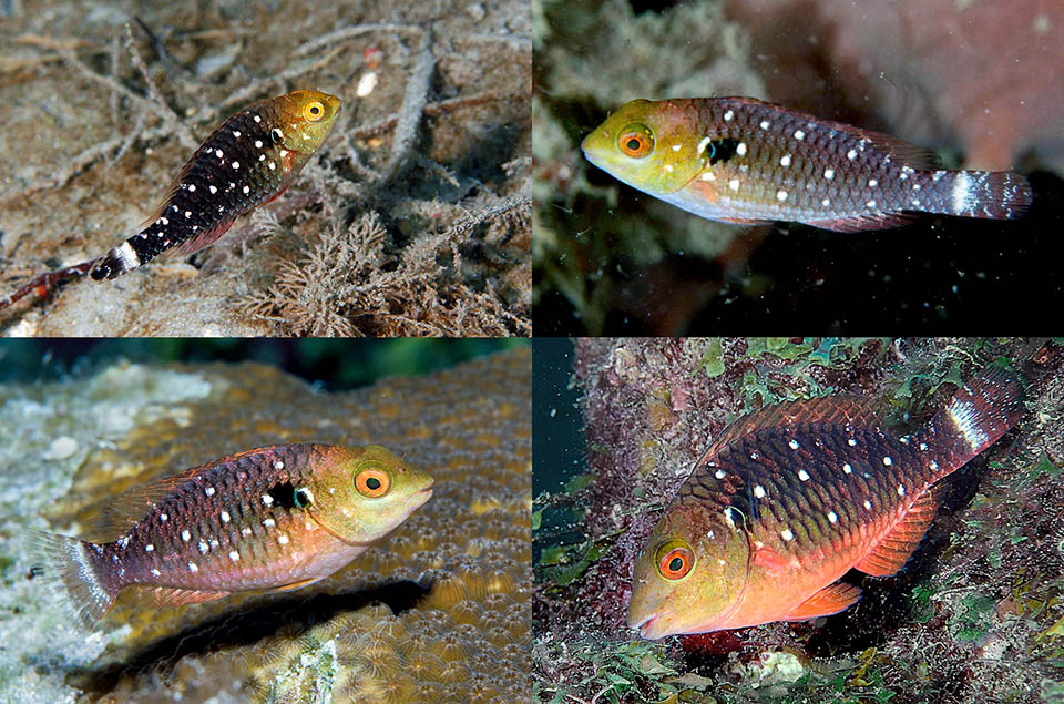 Here the first growth phases of Sparisoma viride with the typical mimetic dotting. Above © Kevin Bryant e © Rick Stuart-Smith, Reef Life Survey. Below.